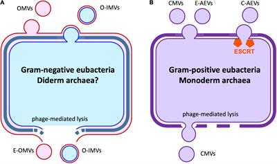 Biogenesis and Biological Functions of Extracellular Vesicles in Cellular and Organismal Communication With Microbes